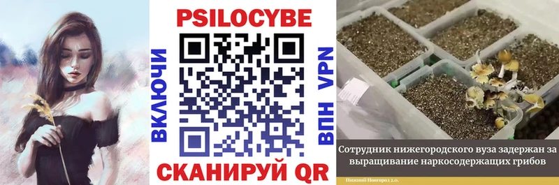 Псилоцибиновые грибы Psilocybe  Бежецк 